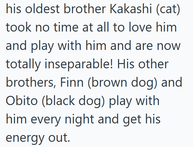 his oldest brother Kakashi (cat) took no time at all to love him and play with him and are now totally inseparable! His other brothers, Finn (brown dog) and Obito (black dog) play with him every night and get his energy out.