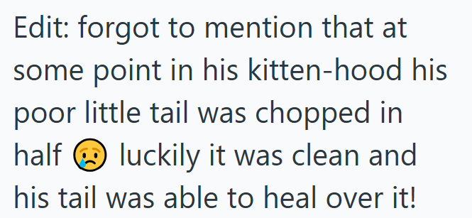 Edit: forgot to mention that at some point in his kitten-hood his poor little tail was chopped in half luckily it was clean and his tail was able to heal over it!