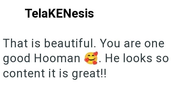 TelaKENesis That is beautiful. You are one good Hooman He looks so content it is great!!