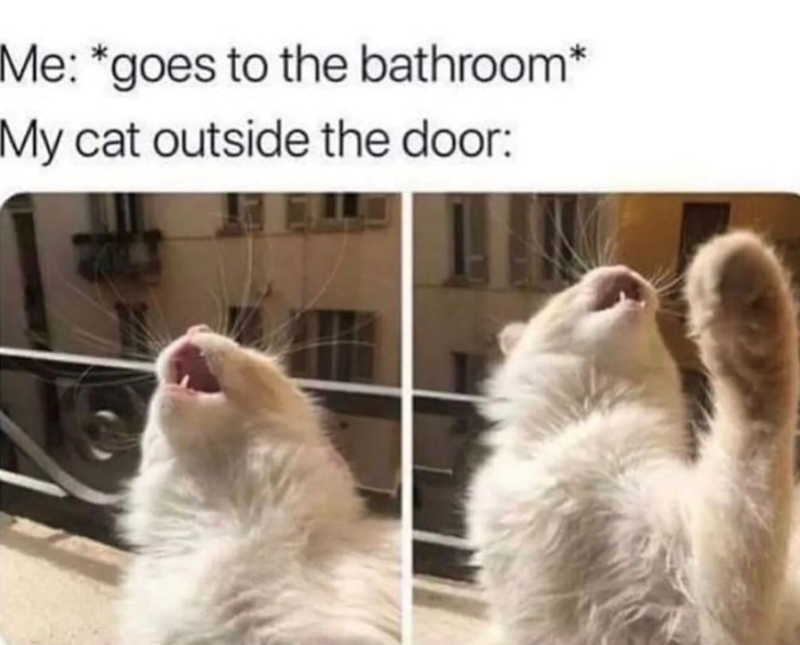 Me: *goes to the bathroom* My cat outside the door: