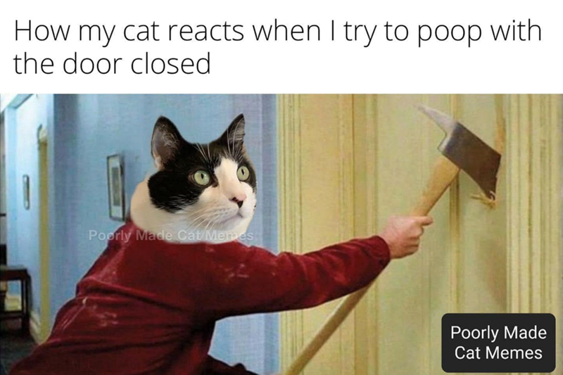 How my cat reacts when I try to poop with the door closed Poorly Made Cat Memes Poorly Made Cat Memes