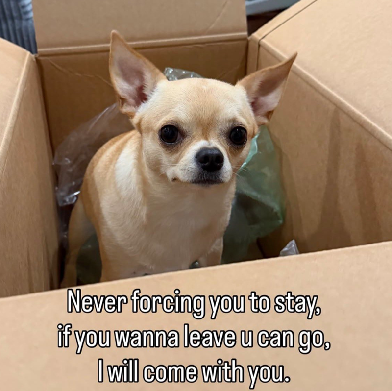 Never forcing you to stay. if you wanna leave u can go, I will come with you.