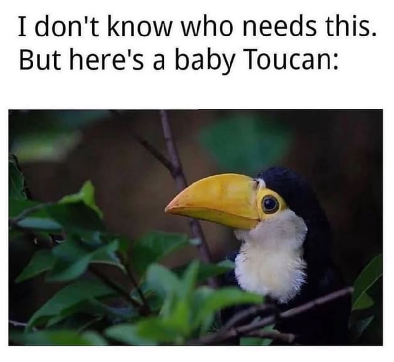 I don't know who needs this. But here's a baby Toucan: