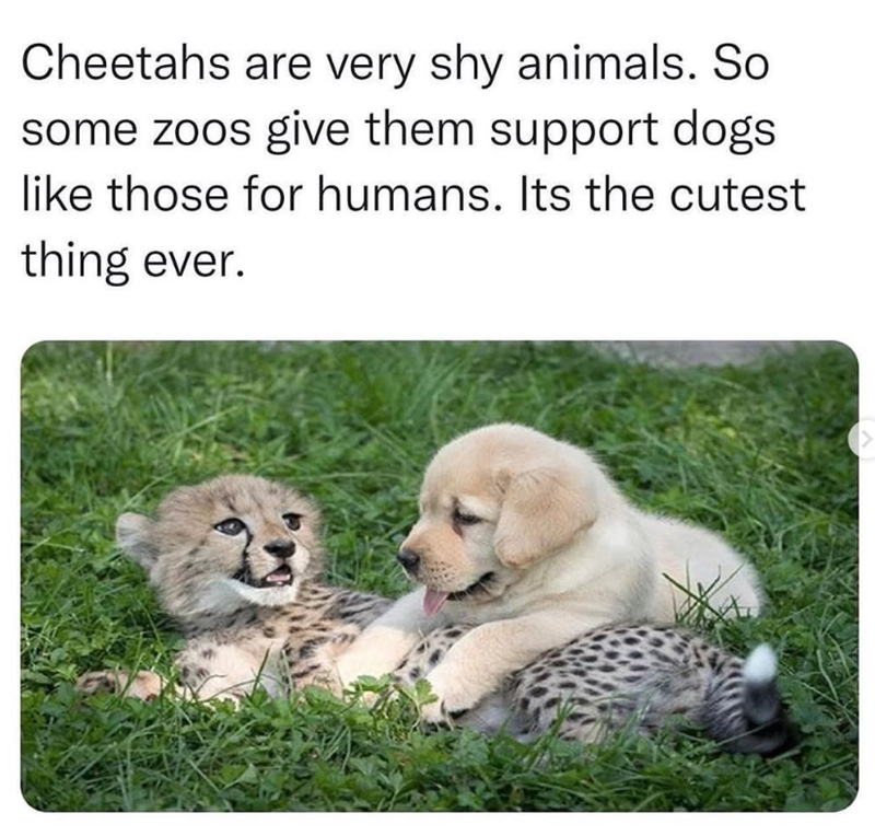 Cheetahs are very shy animals. So some zoos give them support dogs like those for humans. Its the cutest thing ever.