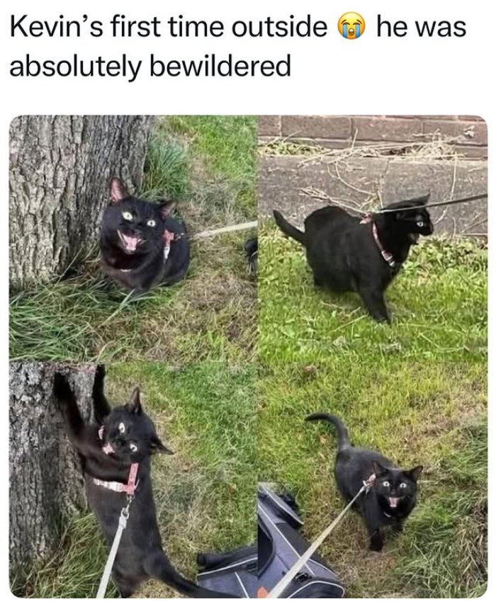 Kevin's first time outside he was absolutely bewildered