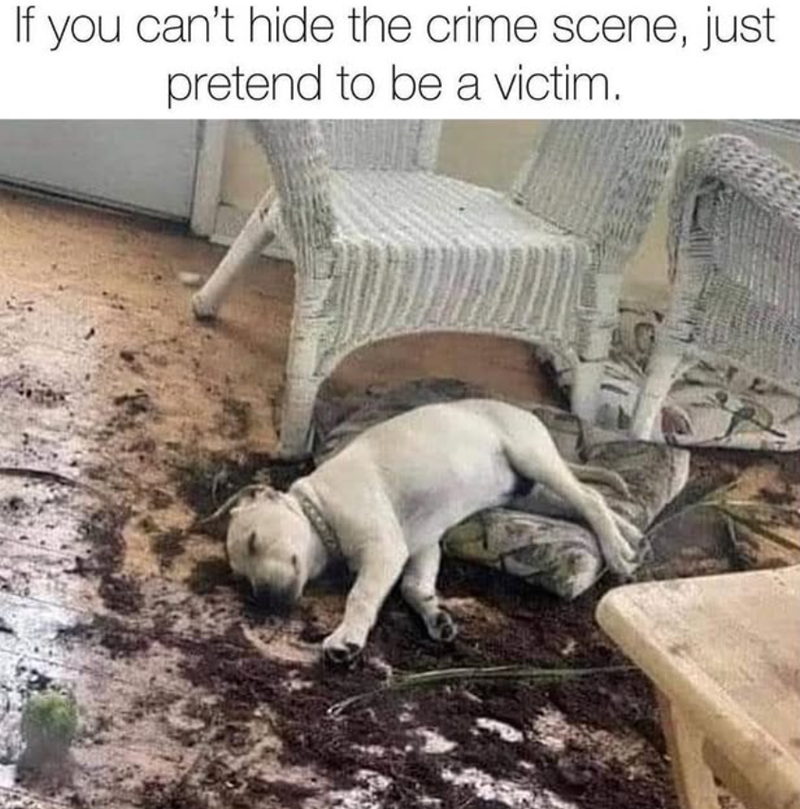 If you can't hide the crime scene, just pretend to be a victim.