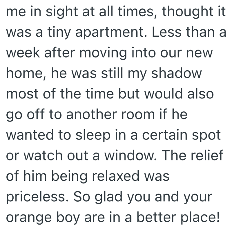 me in sight at all times, thought it was a tiny apartment. Less than a week after moving into our new home, he was still my shadow most of the time but would also go off to another room if he wanted to sleep in a certain spot or watch out a window. The relief of him being relaxed was priceless. So glad you and your orange boy are in a better place!