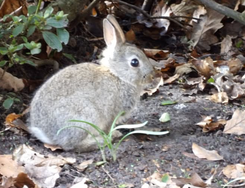 Cheezburger Image 10623821056