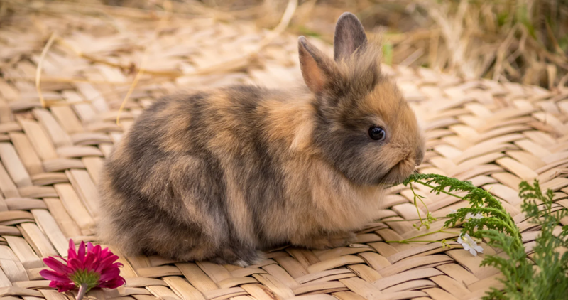 Cheezburger Image 10623821568