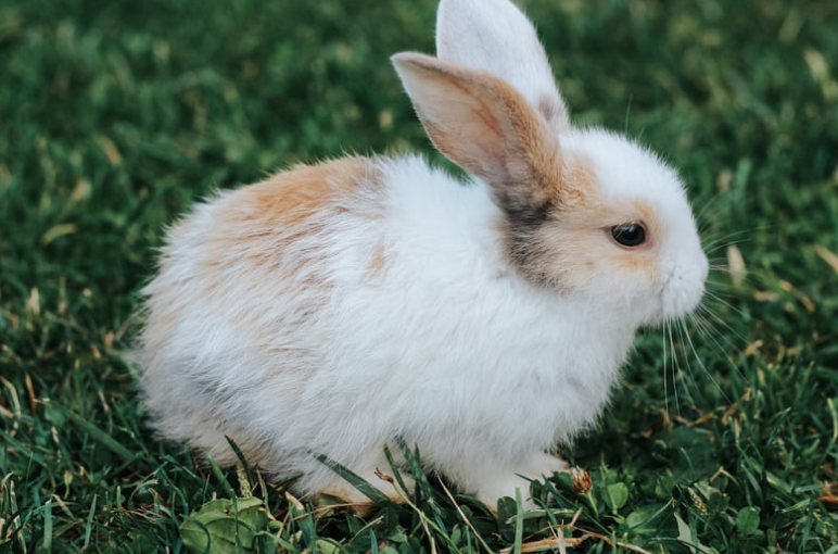 Cheezburger Image 10623821824