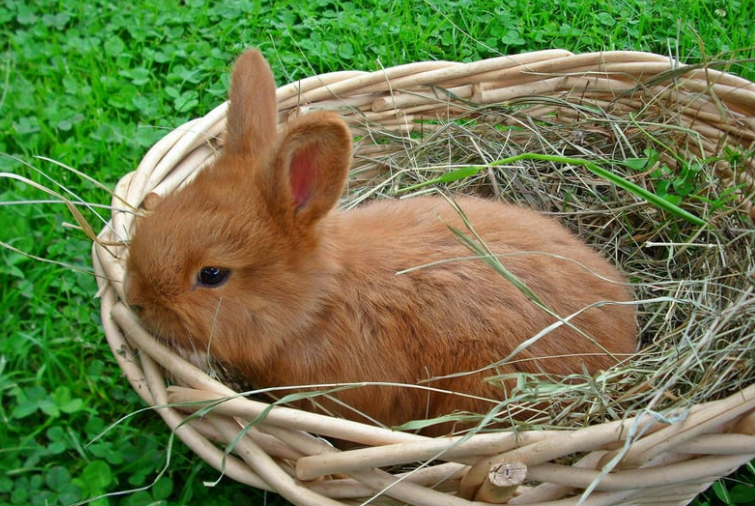 Cheezburger Image 10623822080