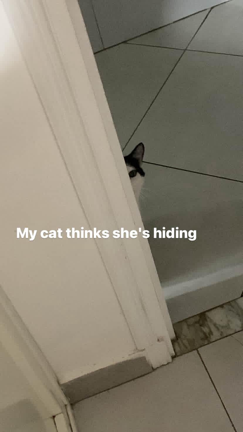My cat thinks she's hiding