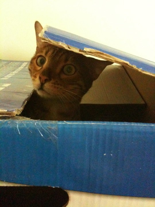 Cheezburger Image 10623826432