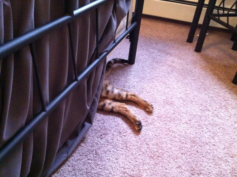 Cheezburger Image 10623827200