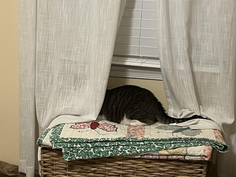 Cheezburger Image 10623827712