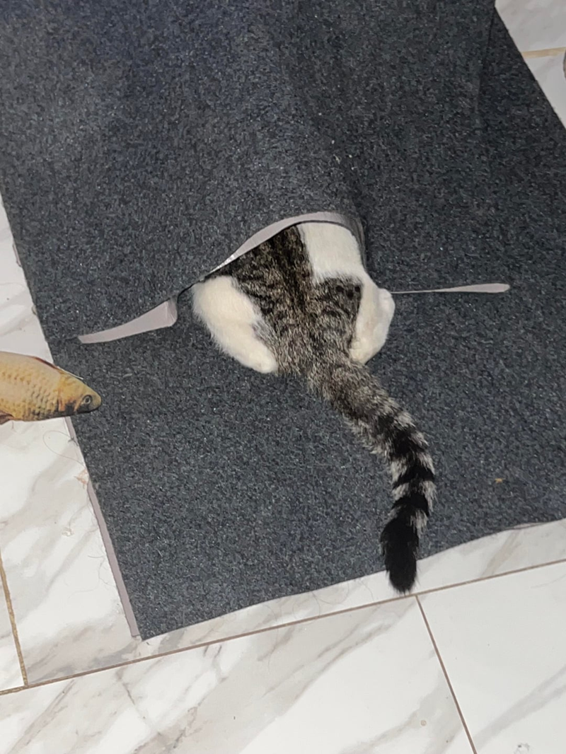 Cheezburger Image 10623827968