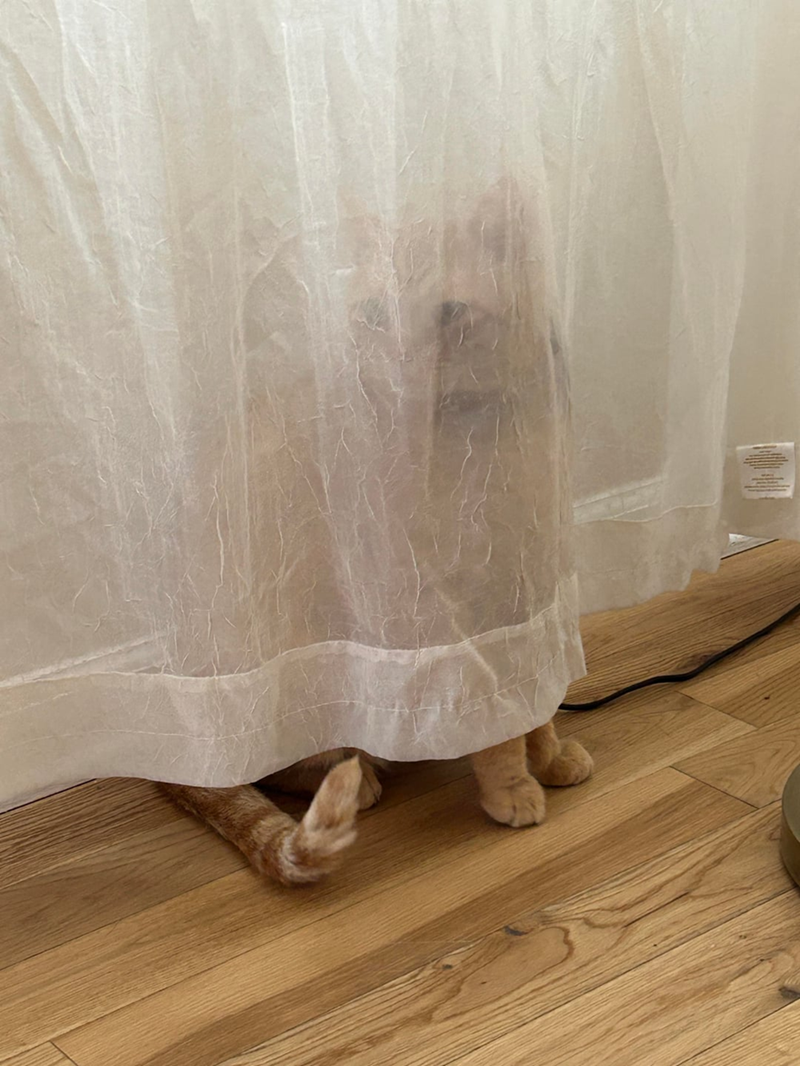 Cheezburger Image 10623828224