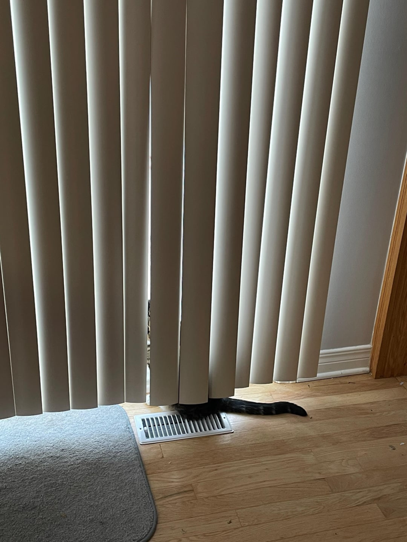 Cheezburger Image 10623828736