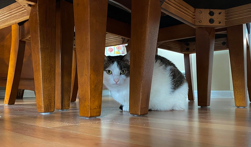 Cheezburger Image 10623829248