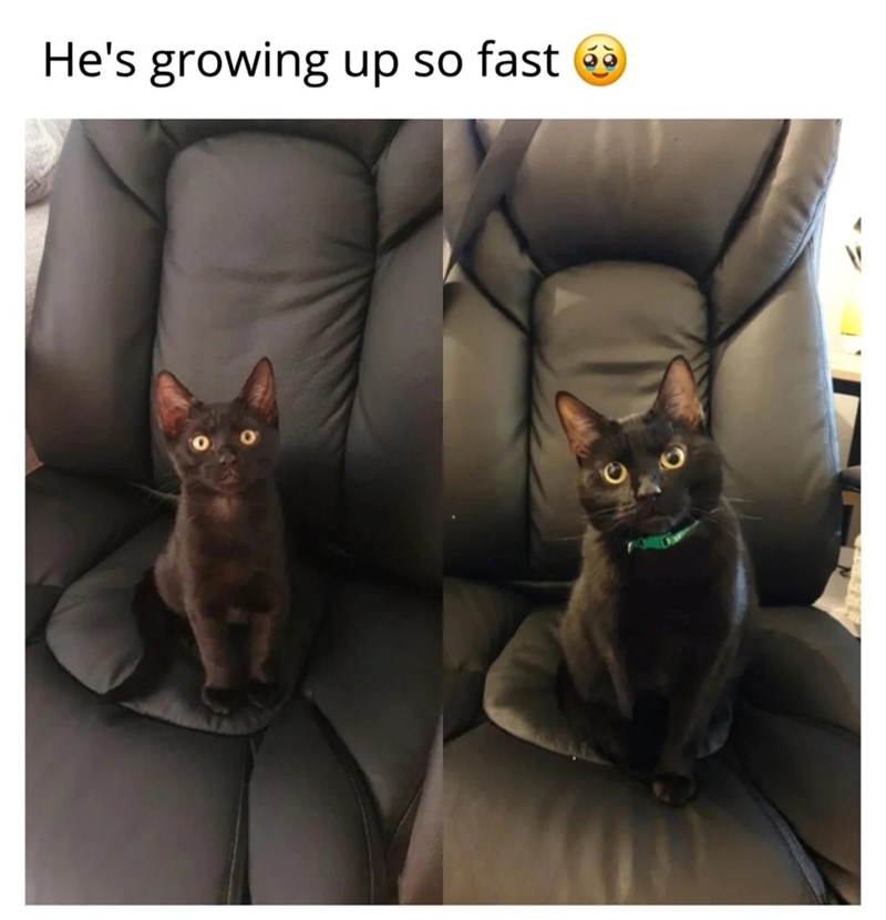 He's growing up so fast ②