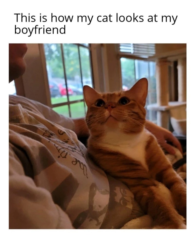 This is how my cat looks at my boyfriend