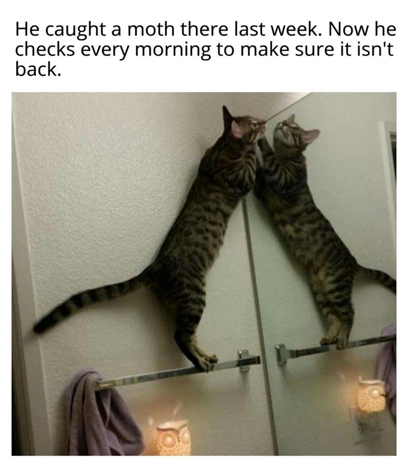 He caught a moth there last week. Now he checks every morning to make sure it isn't back.