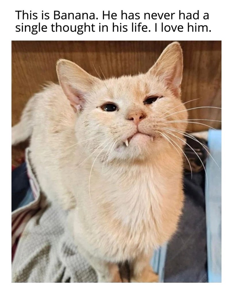 This is Banana. He has never had a single thought in his life. I love him.