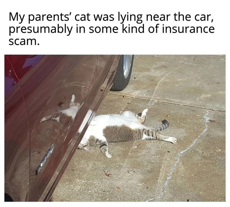 My parents' cat was lying near the car, presumably in some kind of insurance scam.