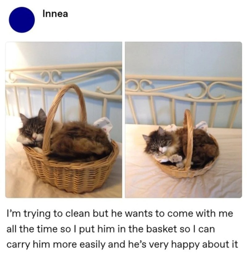 Innea C I'm trying to clean but he wants to come with me all the time so I put him in the basket so I can carry him more easily and he's very happy about it