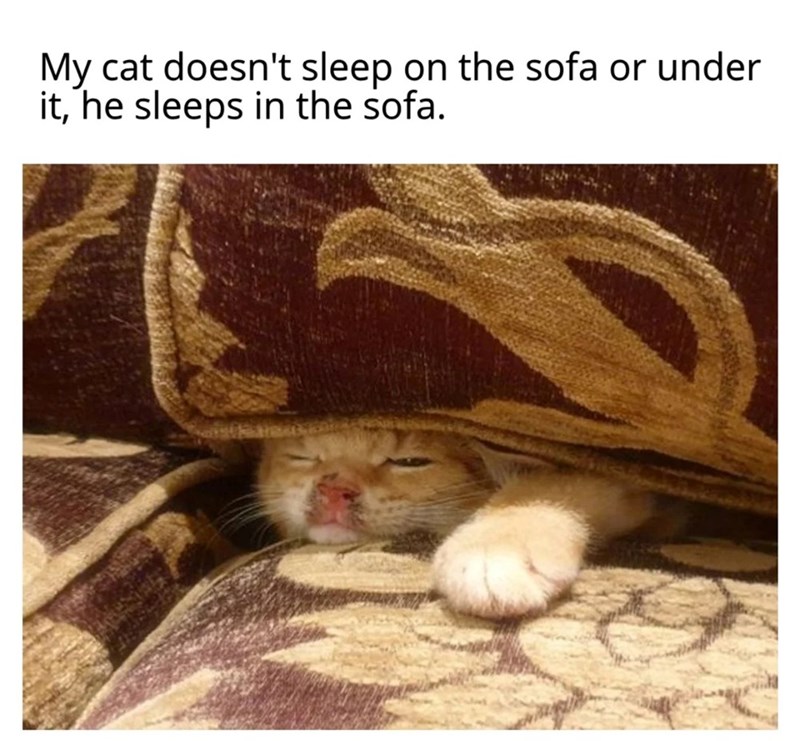 My cat doesn't sleep on the sofa or under it, he sleeps in the sofa.