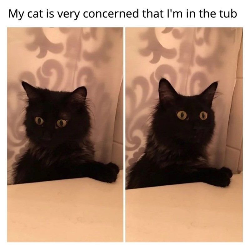 My cat is very concerned that I'm in the tub