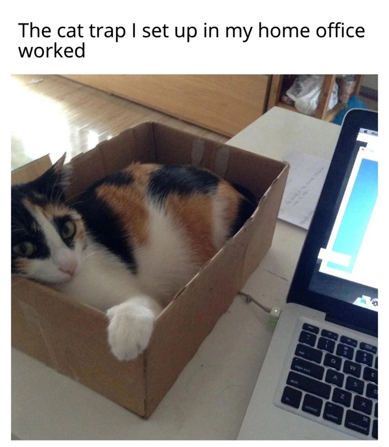 The cat trap I set up in my home office worked ub 1 2 Q W E caps lock A S D Su Z St fr contral ophon command