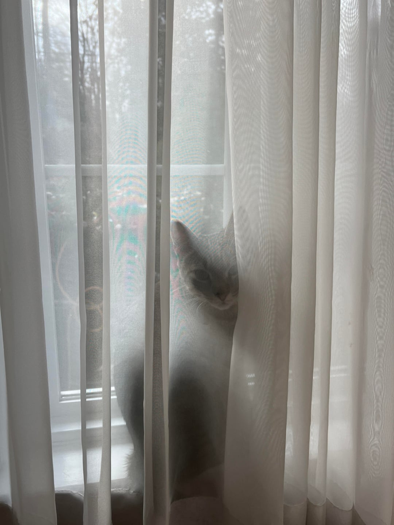 Cheezburger Image 10623833856