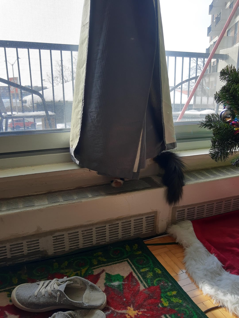 Cheezburger Image 10623834624