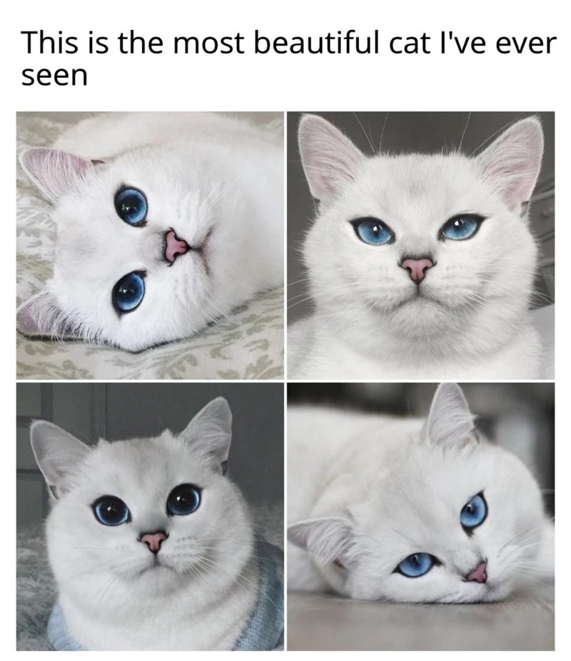 This is the most beautiful cat I've ever seen