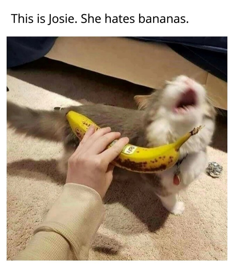 This is Josie. She hates bananas.