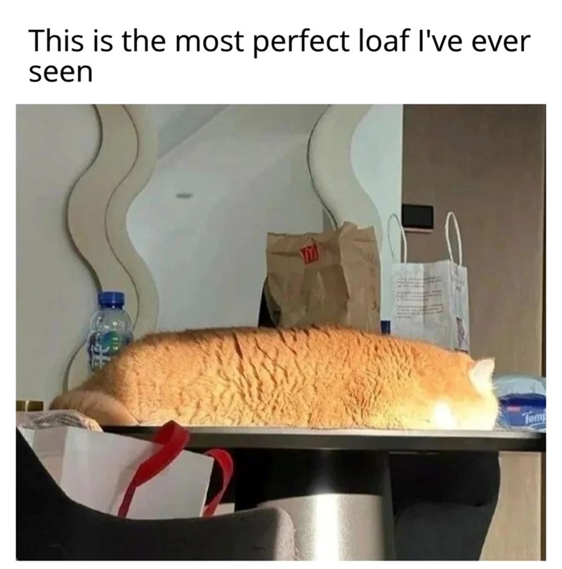 This is the most perfect loaf I've ever seen Temp