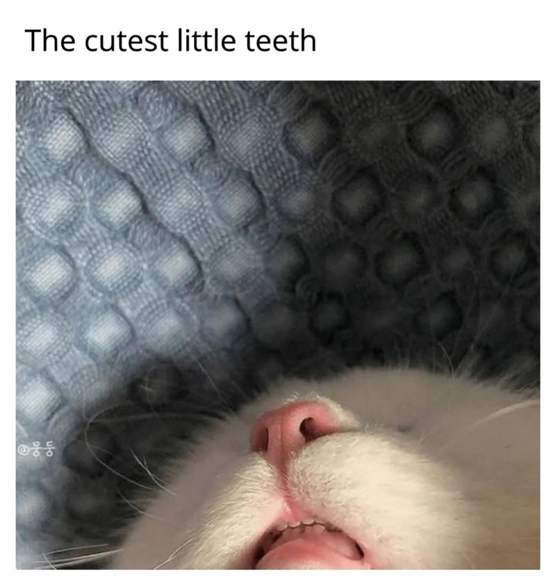 The cutest little teeth