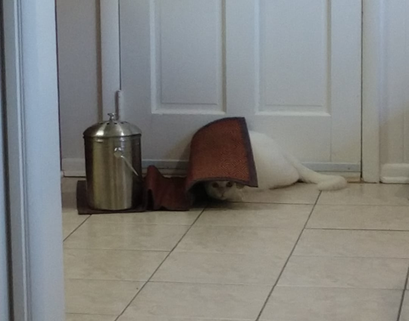 Cheezburger Image 10623837440