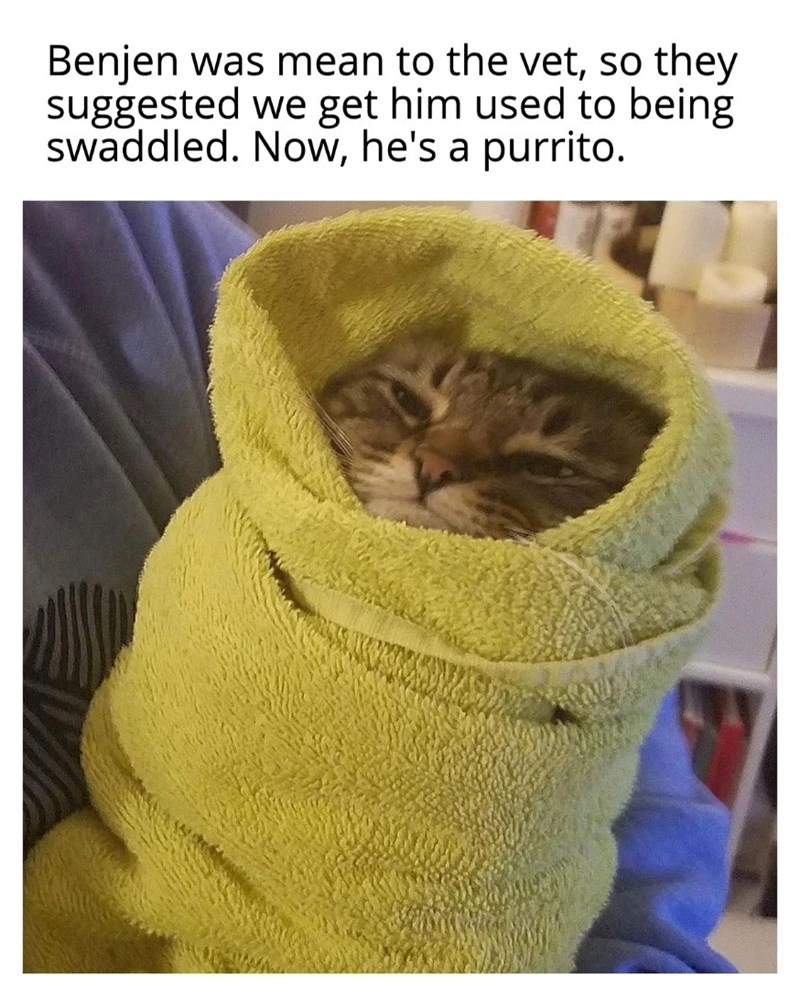 Benjen was mean to the vet, so they suggested we get him used to being swaddled. Now, he's a purrito.