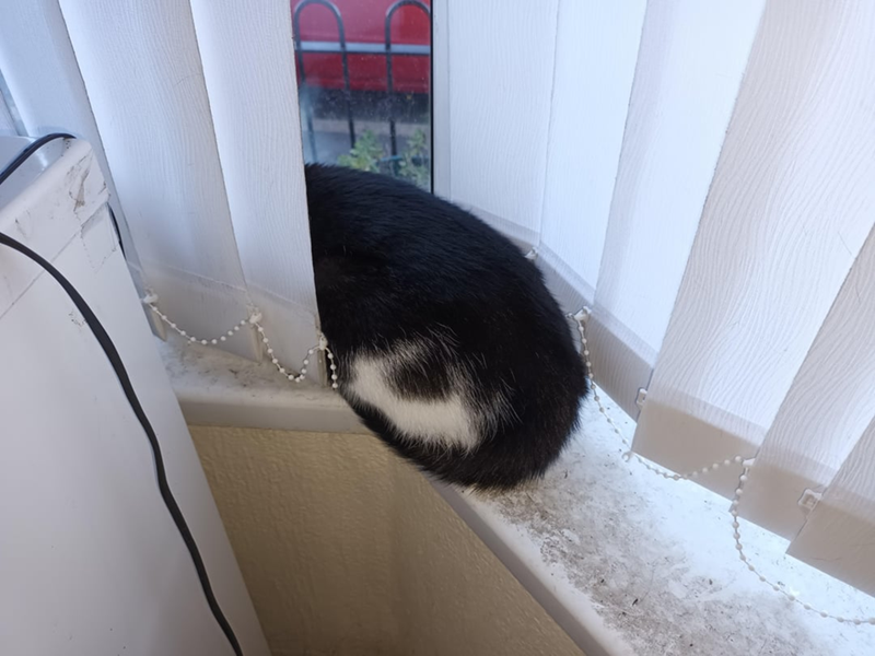 Cheezburger Image 10623837952