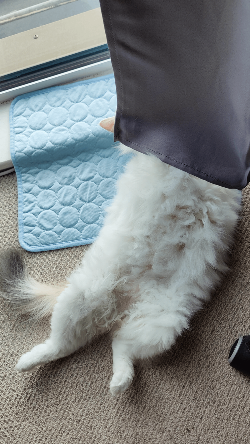 Cheezburger Image 10623838720