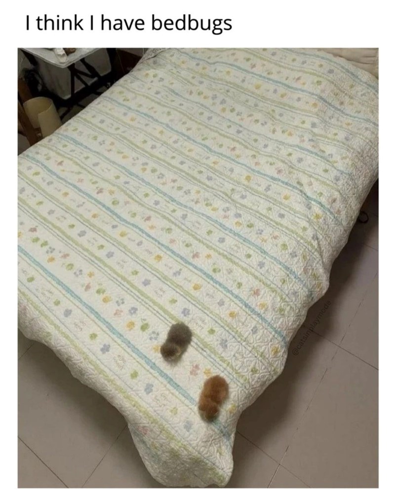 I think I have bedbugs @catsinplaymode