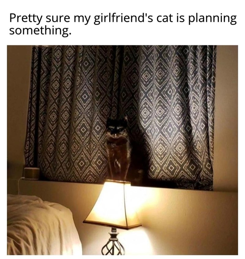 Pretty sure my girlfriend's cat is planning something.