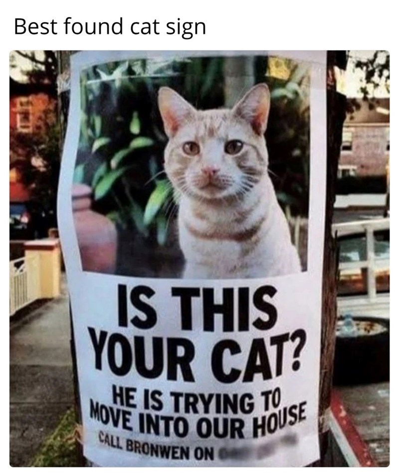 Best found cat sign IS THIS YOUR CAT? HE IS TRYING TO MOVE INTO OUR HOUSE CALL BRONWEN ON