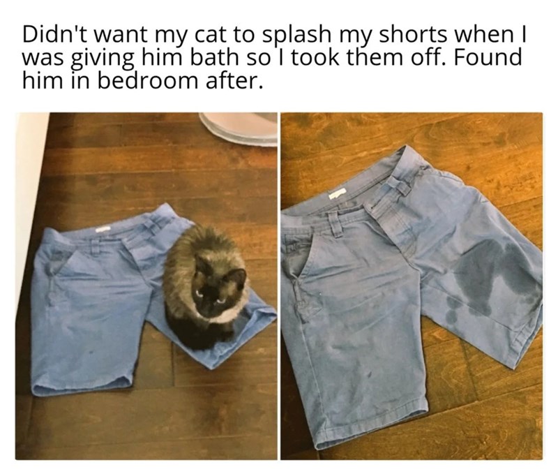 Didn't want my cat to splash my shorts when I was giving him bath so I took them off. Found him in bedroom after.