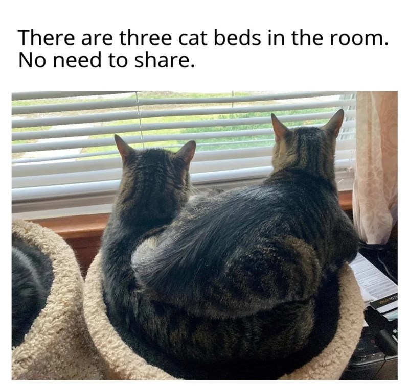 There are three cat beds in the room. No need to share.