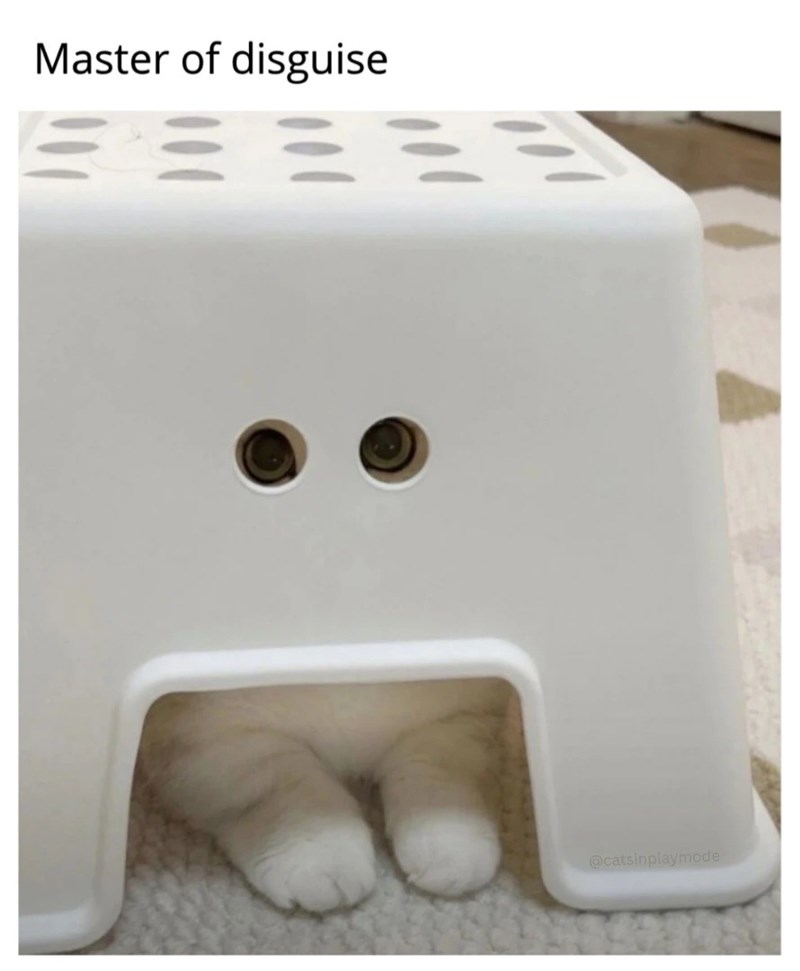 Master of disguise @catsinplaymode