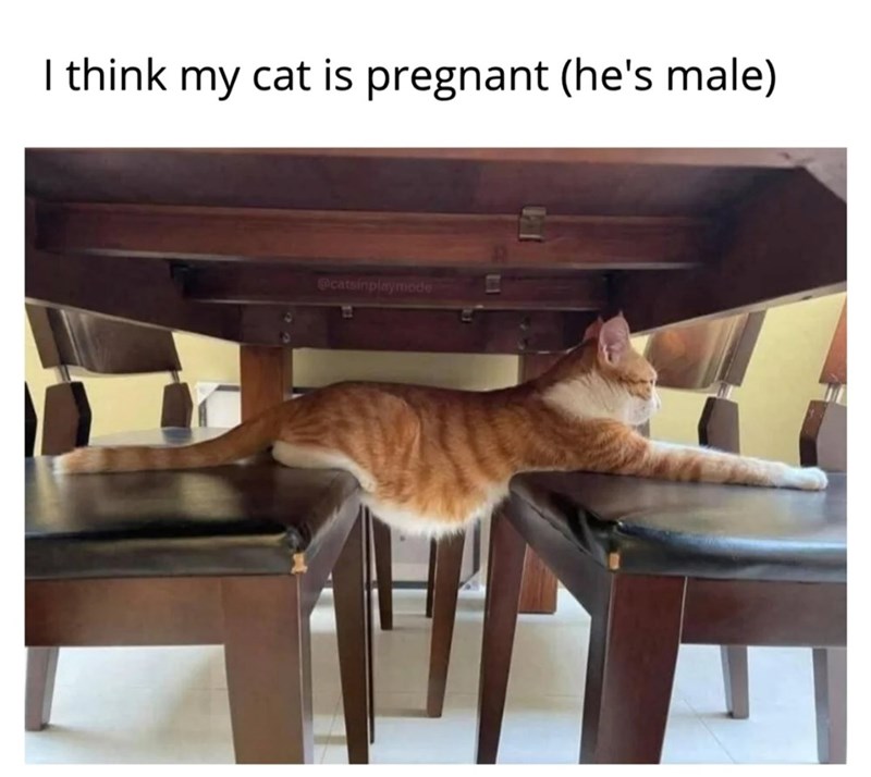 I think my cat is pregnant (he's male) @catsinplaymode