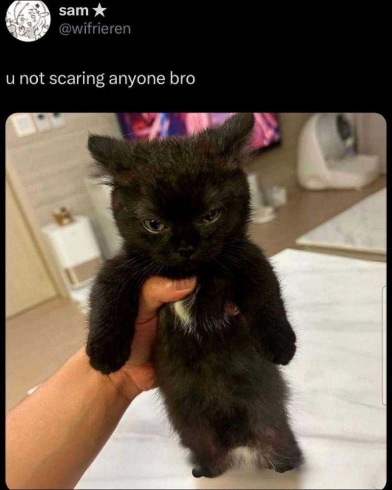sam⭑ @wifrieren u not scaring anyone bro